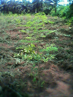 Moringa wächst