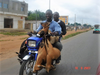 Tiertransport